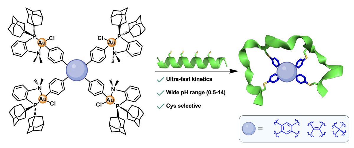 Our new preprint is out! We show how Au(III) organometallic chemistry platform can facilitate the formation of hybrid peptide tricycles, which are normally challenging structures to access. An Organometallic Chemistry Approach to Peptide Tricycles | ChemRxiv -