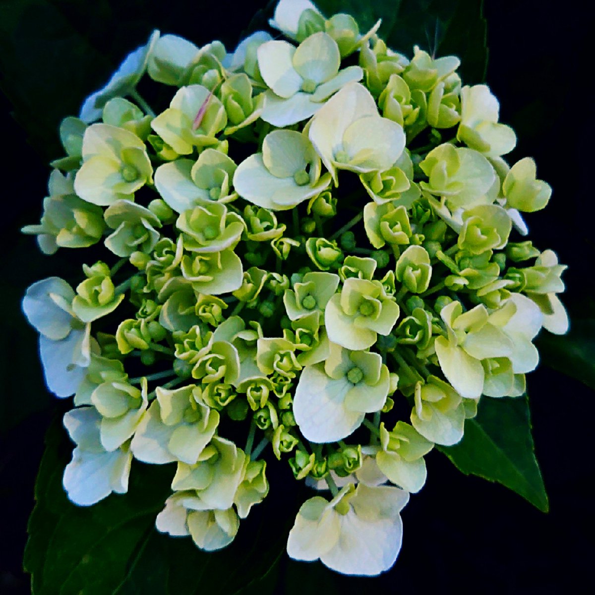 KiwaSaokmw's tweet photo. #アジサイ #紫陽花
#Hydrangea_macrophylla
#一途な愛情
#TLを花でいっぱいにしよう
#TLを緑でいっぱいにしよう https://t.co/rmccgGhEM7