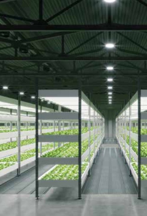 Dikey Tarım ve Şehir Çiftlikleri 2

Dikey tarım, ekilebilir toprak alanlarının azalmasına alternatif olarak; gökdelenlerde,apartmanlarda, balkonlarda, teraslarda, küçülmüş arazilerde,mini bahçelerde,
depolarda, nakliye konteynerleri vb. yerlerde farklı materyaller ve sistemler