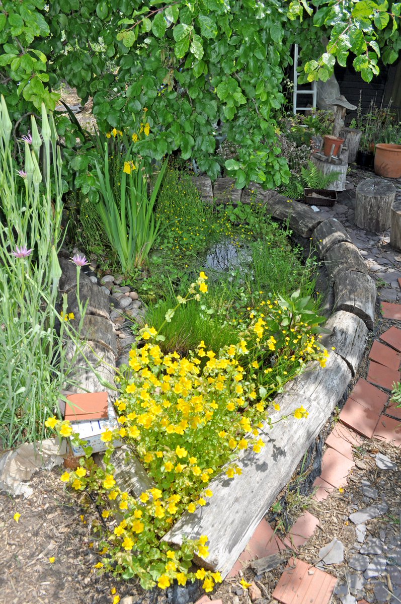 I 💚 the Plot ! a section of the border and the pond #allotment #gardening