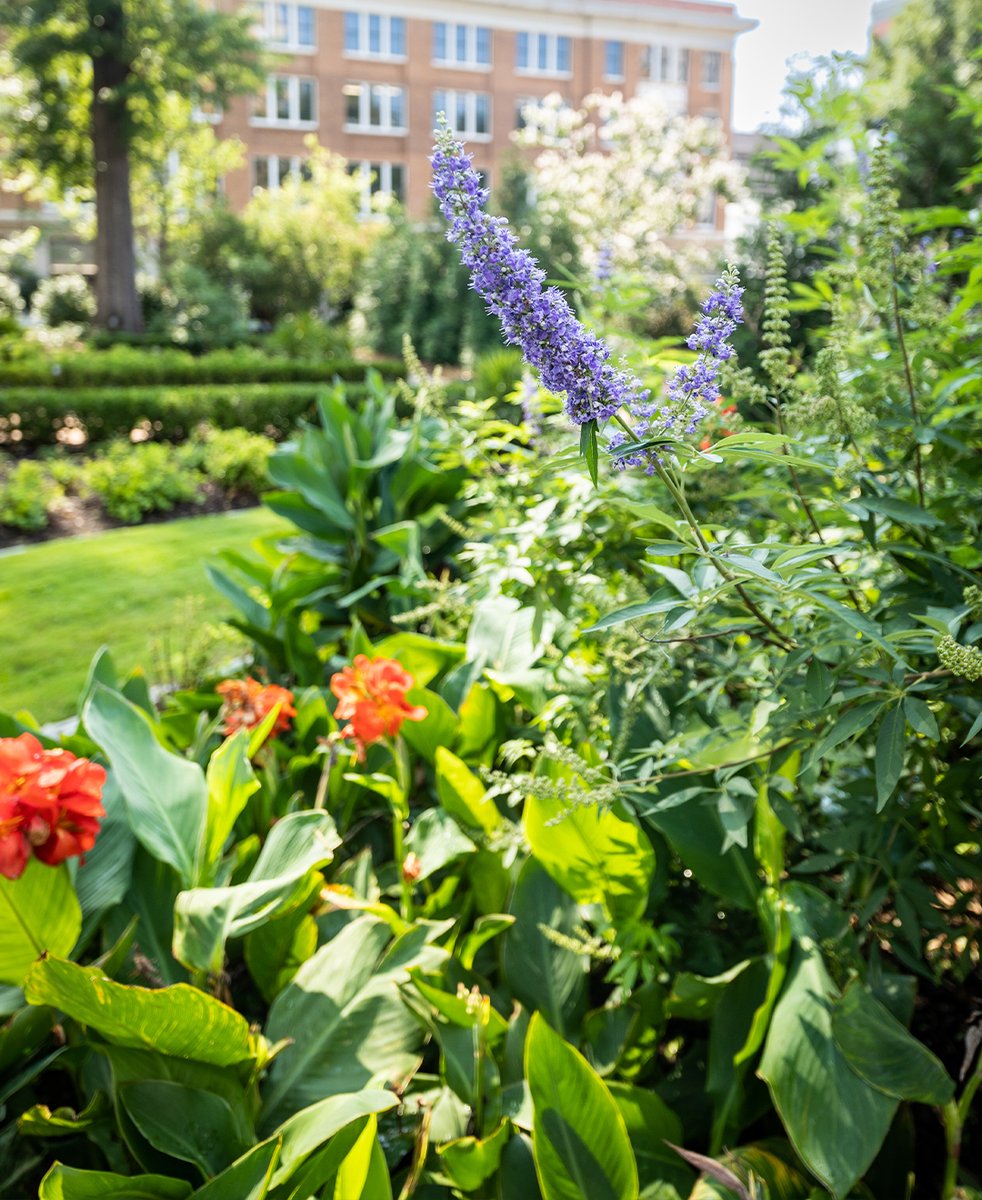 Beauty around every corner 💜 (photo by Ron Blaylock) #MississippiGardens #MisMag