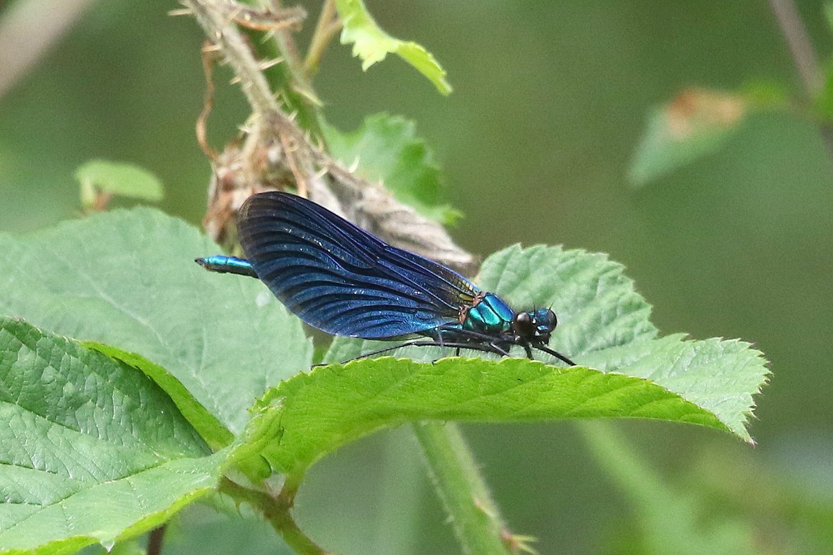 Not much sun today so search for butterflies was put on hold (until next year probably given the weather now 🙄).  Keeled Skimmer, Palmate Newts and a Beautiful Demoiselle .