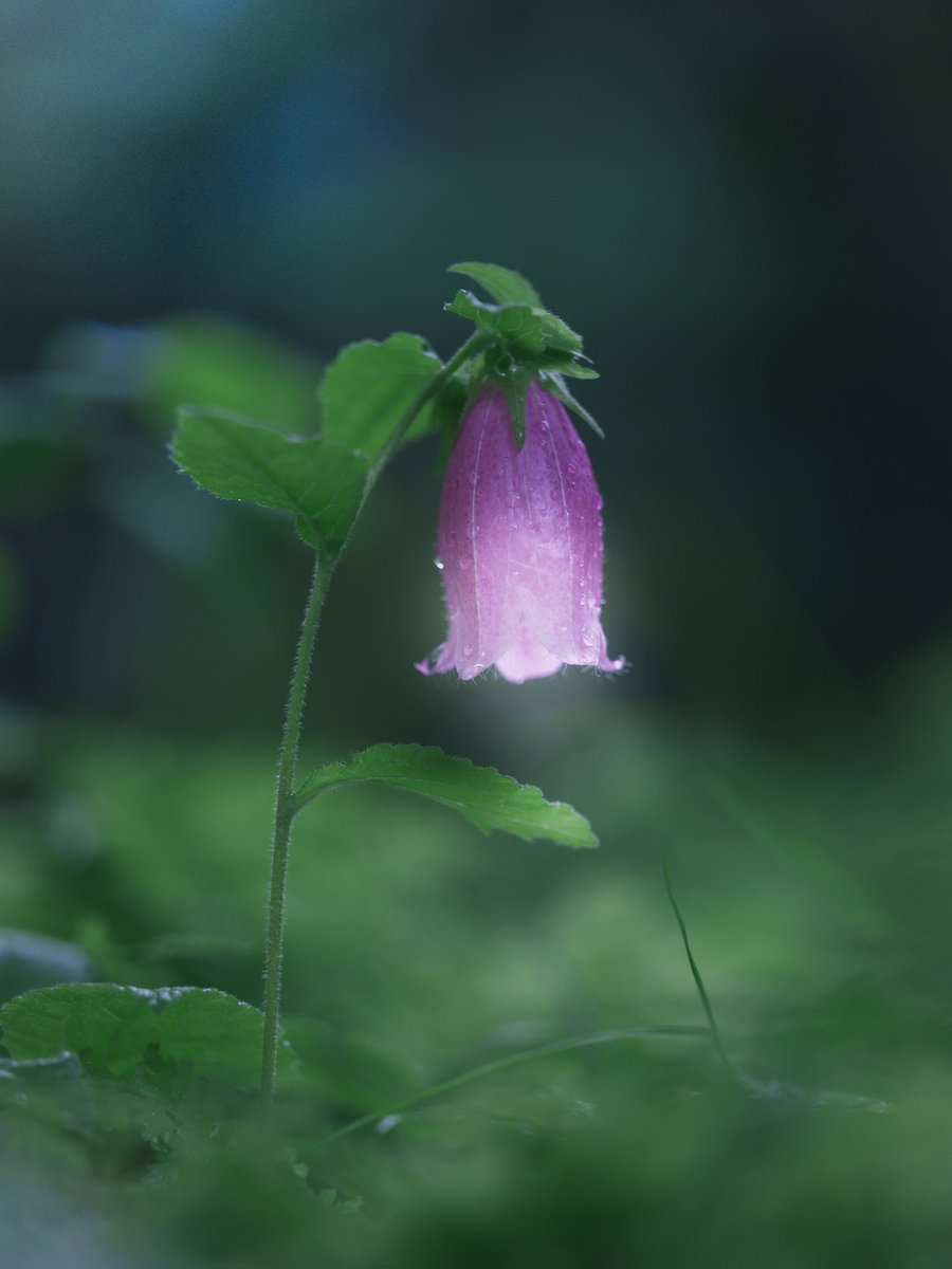 takao (@takao_camera) on Twitter photo ่่ข๏ผ่ตค๏ผ
ใใฟใซใใฏใญใๅฒใใฆใใพใใใ่ตค่ฒใฏ้ขๆฑใใๆฑใซๅคใใใใงใใๅฅๅใ้จ้ใ่ฑใ
ใใฎ่ฑใๆใใจใ้จใ้ใ
ใใฎ่ฑใๅฒใใจใ้จใ้ใ
้จ้ใ่ฑใซใฏใใใช่จใไผใใใใใพใใๅฐๆนใซใใใใซใฌใชใใฎใใฆใท็ญใ้จ้ใ่ฑใจๅผใฐใใฆใใใใใงใ
่ฑ่จ่ใฏใๆใใใใๆ่ฌใฎๆฐๆใก ่่ข๏ผ่ตค๏ผ
ใใฟใซใใฏใญใๅฒใใฆใใพใใใ่ตค่ฒใฏ้ขๆฑใใๆฑใซๅคใใใใงใใๅฅๅใ้จ้ใ่ฑใ
ใใฎ่ฑใๆใใจใ้จใ้ใ
ใใฎ่ฑใๅฒใใจใ้จใ้ใ
้จ้ใ่ฑใซใฏใใใช่จใไผใใใใใพใใๅฐๆนใซใใใใซใฌใชใใฎใใฆใท็ญใ้จ้ใ่ฑใจๅผใฐใใฆใใใใใงใ
่ฑ่จ่ใฏใๆใใใใๆ่ฌใฎๆฐๆใก