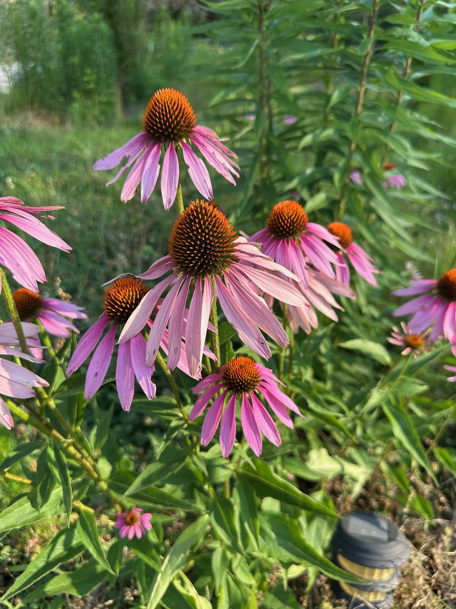DrekaGates's tweet image. Look at nae nae 😍😍 #echinacea
