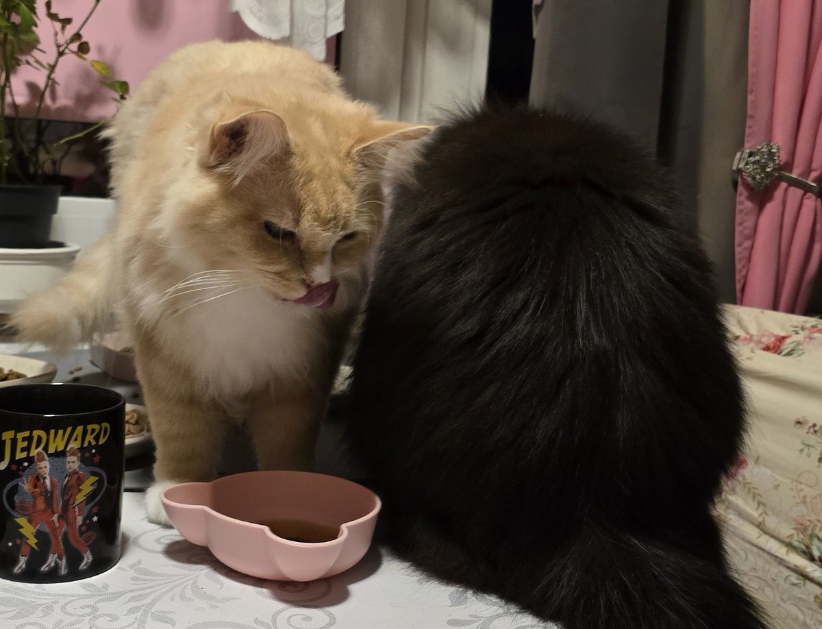 PawsleyTheCat's tweet photo. After a walk, going toilet, moth hunting and getting his favourite soup, Pawsley's mood is much better again :) https://t.co/vx2RoVWVUH