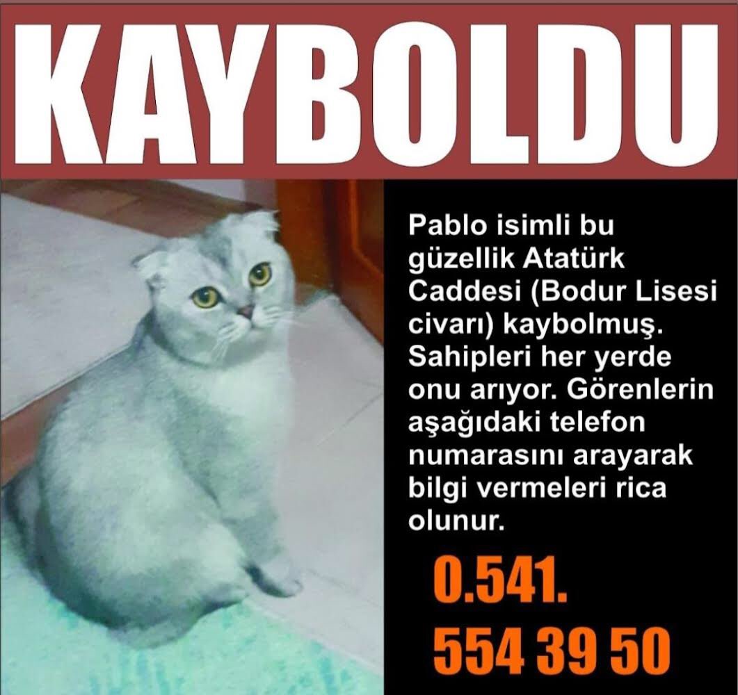 ÇANAKKALE / PABLO KAYIP ARANIYOR  📣

İletişim : 0 541 554 39 50 

Merhaba, Çanakkale Merkez Atatürk Caddesi Bodur Lisesi Civarında bugün saat 20.00 da kayboldu. İsmi Pablo çip mevcut. Erkek ve kısır kedi. Görenlerin aramasını rica ediyorum. Lütfen paylaşabilir misiniz?