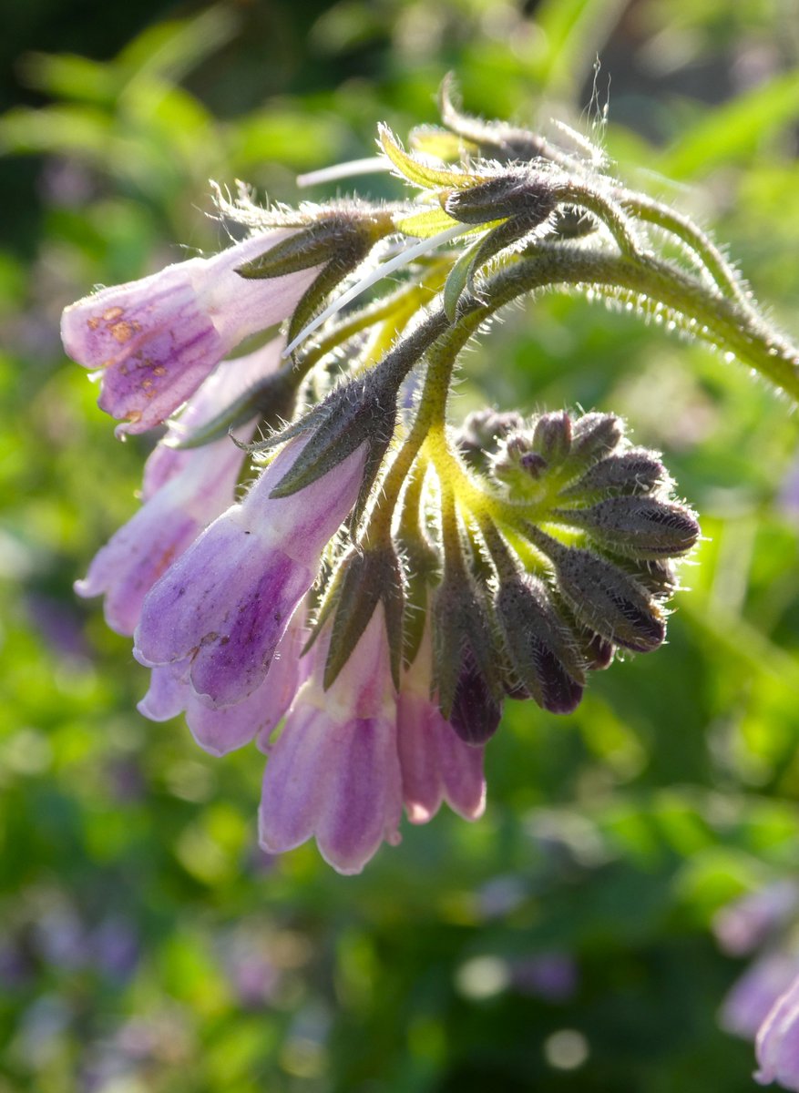 Beautiful purple shades of comfrey💜
Madam Pomfrey's name in #HarryPotter is a portmanteau of Pomfret cakes (traditional medicinal liquorice sweets) &amp; comfrey. Culpeper notes comfrey is especially 'good for ruptures and broken bones' &amp; Pomfrey 'can mend bones in a second’💜🌸💜