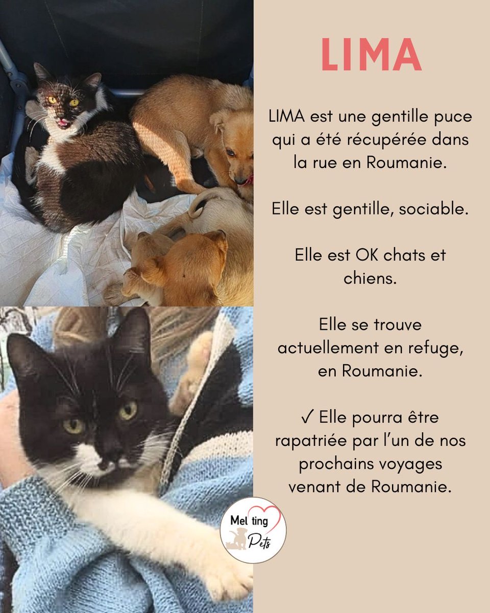 MeltingPets's tweet photo. https://t.co/TydKCHKPyg