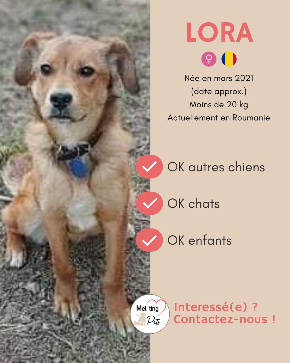MeltingPets's tweet photo. https://t.co/z7Qs0ULF8e
