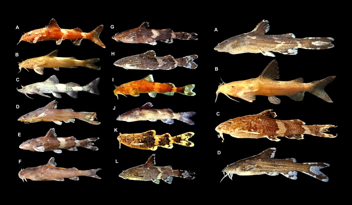 FishInTheNews's tweet photo. #Ichthyofaunachecklist - Diversity of Sisorid catfish of the genus ๐๐ ๐๐ข๐๐๐๐๐๐ข๐ฃ๐๐ (Teleostei: Siluriformes) in Northeastern India.
๐ https://t.co/UAXyWRRJG2 https://t.co/QW1uyPqhx4