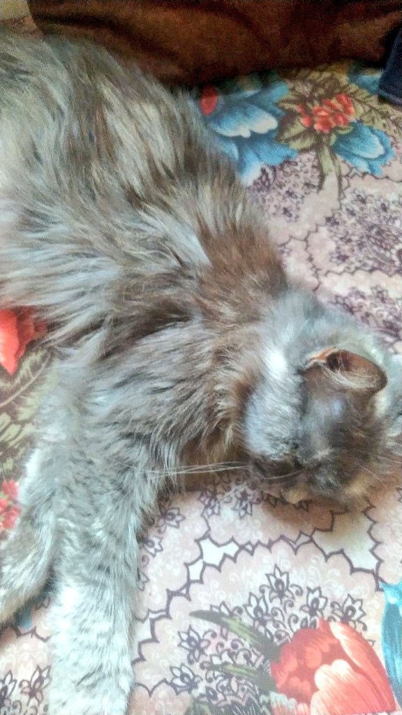 yousefmohmoud25's tweet photo. 💔 Biso is dying... Help cannot wait.

‼️ We need to take her to a vet specializing in her condition before it's too late 🥺🐾.

Biso's condition is deteriorating... She hasn't eaten anything since this morning. I've been feeding her a nutritional supplement to help her survive 💔, but she refuses to give up 😭🙏

I want to save Biso... Even the smallest donation can give us a chance at life.

🔗 https://t.co/dyAuee5V9c
🔗 https://t.co/hOAcF7JBI2