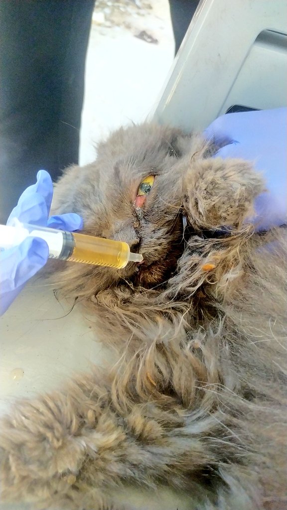 yousefmohmoud25's tweet photo. 💔 Biso is dying... Help cannot wait.

‼️ We need to take her to a vet specializing in her condition before it's too late 🥺🐾.

Biso's condition is deteriorating... She hasn't eaten anything since this morning. I've been feeding her a nutritional supplement to help her survive 💔, but she refuses to give up 😭🙏

I want to save Biso... Even the smallest donation can give us a chance at life.

🔗 https://t.co/dyAuee5V9c
🔗 https://t.co/hOAcF7JBI2