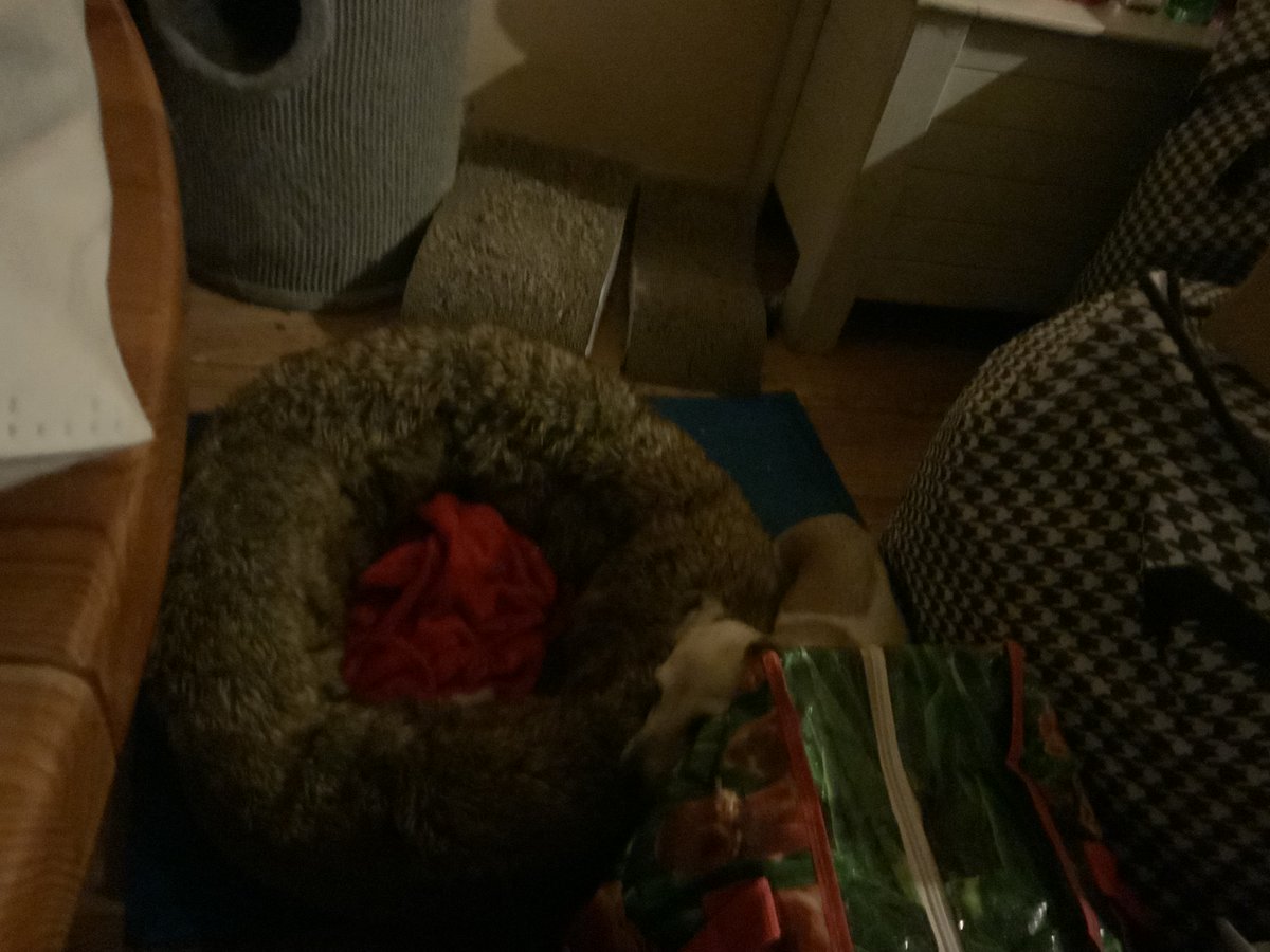 Zien jullie mij ikke goed verstopt 🐶