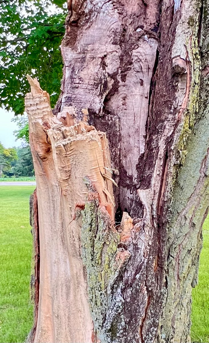 eadams_eadams's tweet image. some days the threshold 
crashes into my face

a challenge to cross 
when it&apos;s stuck in teeth 

sucking in chaos 
&amp;amp; everyone&apos;s strife
i pull some splinters 
from my eyes
and sigh, bring on the day

#vss365 #splinter #Monday