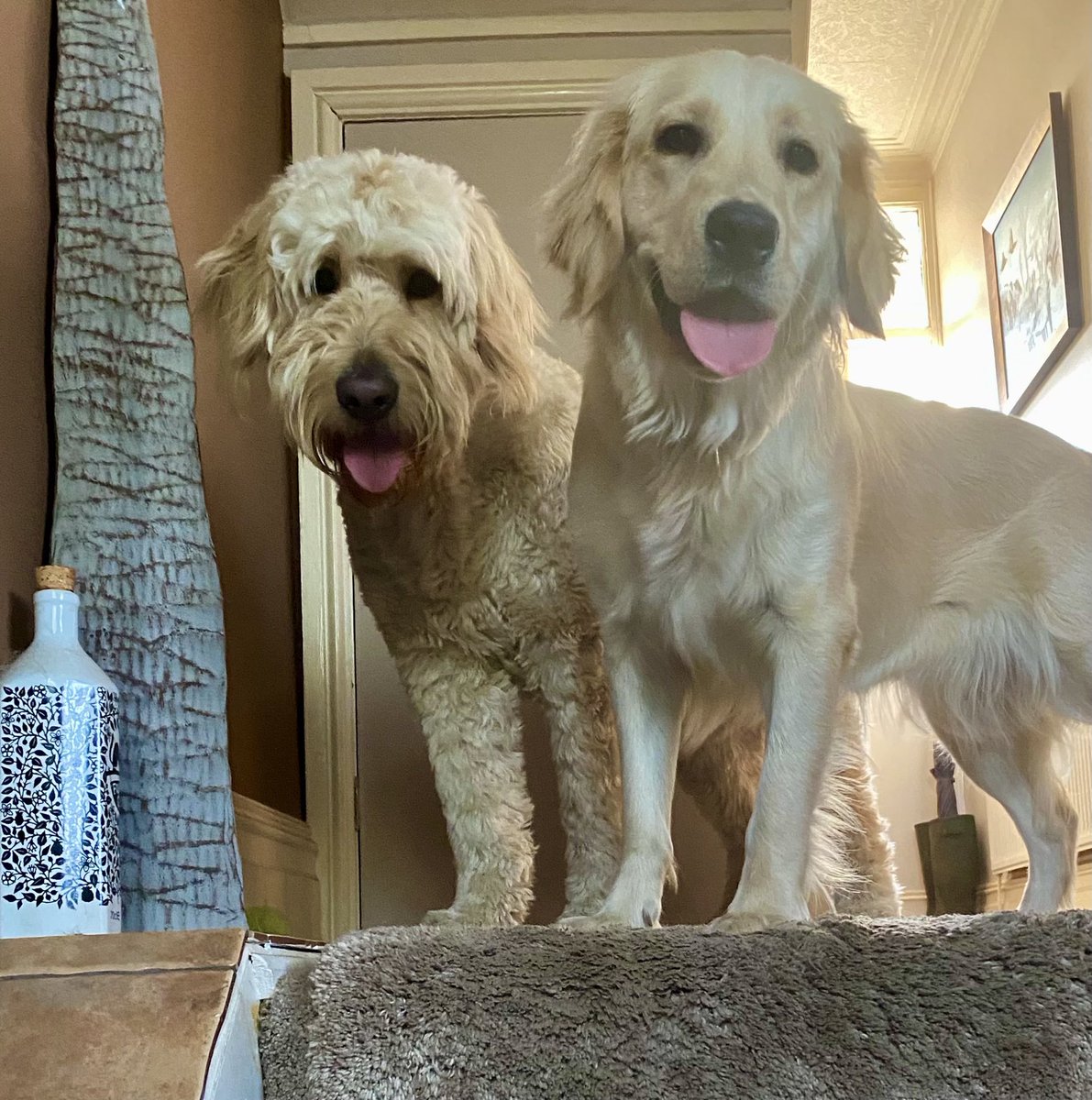 I had my friend, Yassie over for a play date this evening. It might be the last time I can see her before she goes off to be a guide dog. Daddies explained that some doggos are meant for a life of service and then there’s me, “Fun Time Bobby”. Gonna miss her 😢🐾🥰