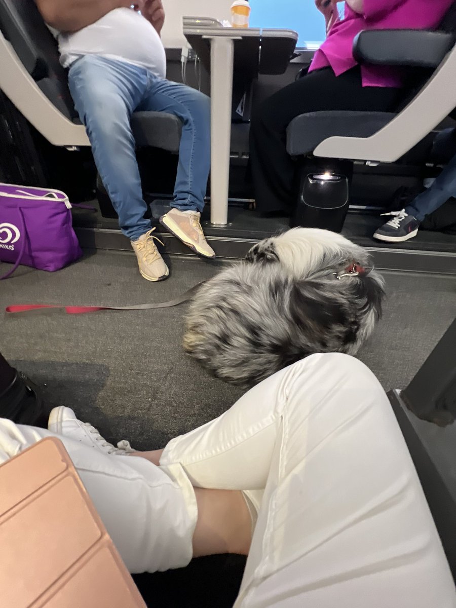 Coucou <a href="/SNCFVoyageurs/">SNCF Voyageurs</a> <a href="/GroupeSNCF/">Groupe SNCF</a> 

Quand vous vendez des places en surbooking sans le dire et qu’on se retrouve 3h assise par terre, dans les mêmes conditions que le 🐶 

- le chien a payé 7€ 
- moi j’ai payé plus de 80€.

Vous trouvez ça normal ? 

<a href="/60millions/">60 Millions de consommateurs</a> <a href="/UFCquechoisir/">UFC-Que Choisir</a>