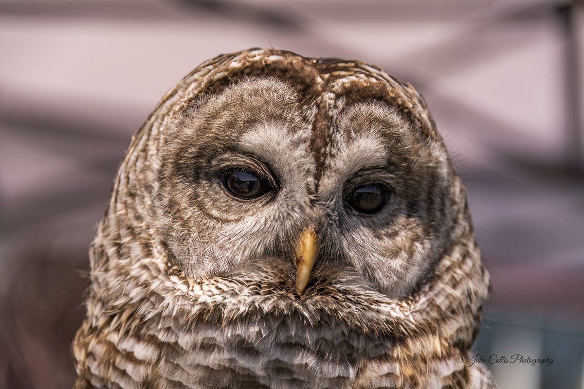 jcollis01's tweet image. Barred Owl closeup.
#owl #raptor #wildlife #birds #birdphotography #nature #birdsoftwitter @todaysbird @BirdsofBc