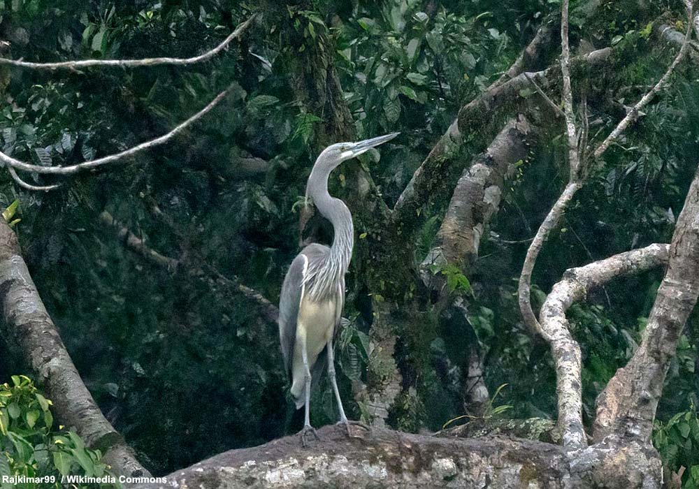 Ornithomedia (@ornithomedia) on Twitter photo La population du rarissime Héron impérial (Ardea insignis) est restée stable au Bhoutan d’après le dernier comptage national effectué en 2025 ➡️ Cliquez sur ce lien pour en savoir plus : ornithomedia.com/breves/la-popu… #oiseaux #birds #ornithologie #ornithomedia #ornithology <a href="/rspnbhutan/">RSPN Bhutan</a> La population du rarissime Héron impérial (Ardea insignis) est restée stable au Bhoutan d’après le dernier comptage national effectué en 2025 ➡️ Cliquez sur ce lien pour en savoir plus : ornithomedia.com/breves/la-popu… #oiseaux #birds #ornithologie #ornithomedia #ornithology <a href="/rspnbhutan/">RSPN Bhutan</a>