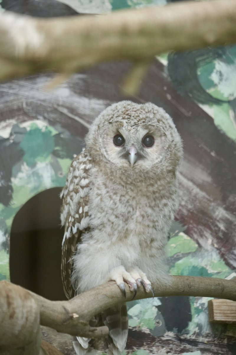 ｴｯﾎｴｯﾎ
あれはメンフクロウって伝えなきゃ
ｴｯﾎｴｯﾎ
#八木山動物公園フジサキの杜 
#フクロウ