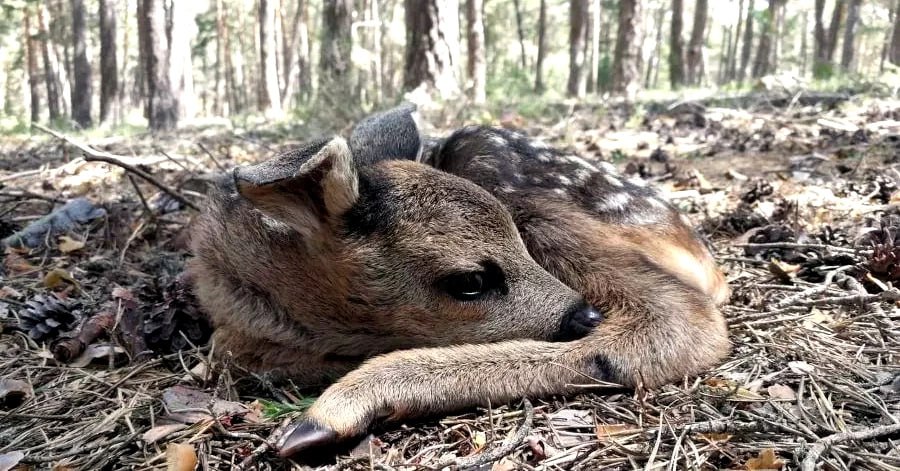 PN_Guadarrama's tweet photo. Al aproximarse la nueva temporada de nacimientos en la población de #corzos del #ParqueNacional de la #SierraDeGuadarrama, volvemos a llamar la atención sobre la peculiar estrategia de cría de este pequeño cérvido, que le ocasiona a menudo algún que otro disgusto

Abrimos hilo 👇 https://t.co/ouOrD1WA6J