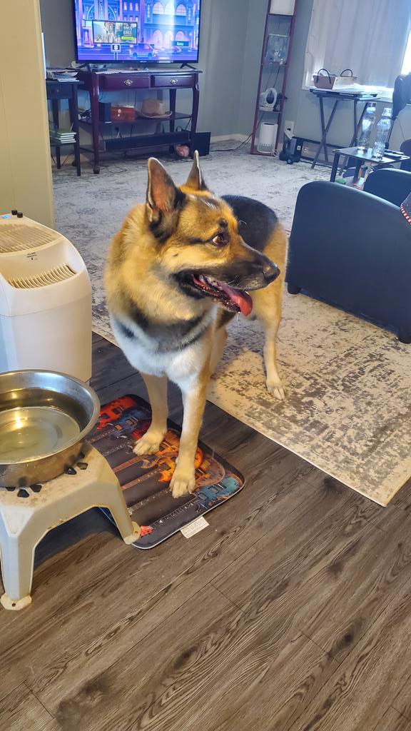 Max is back home from the groomers. He's mad at us lol