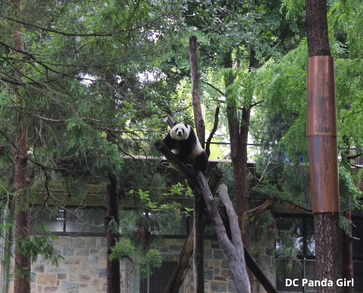 Playtime for Qing Bao 🐼🥰💜⚡️ New YouTube video: youtu.be/eLJhL6ctvEI?si… <a href="/NationalZoo/">National Zoo</a> #pandas #panda #adorable