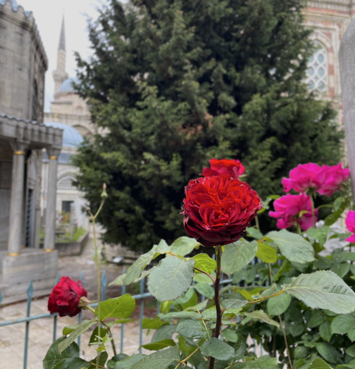 “Ben o gülistanın bülbülüyüm.”