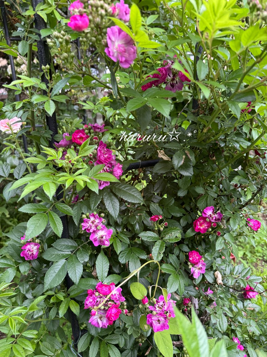 プロフ必読願います