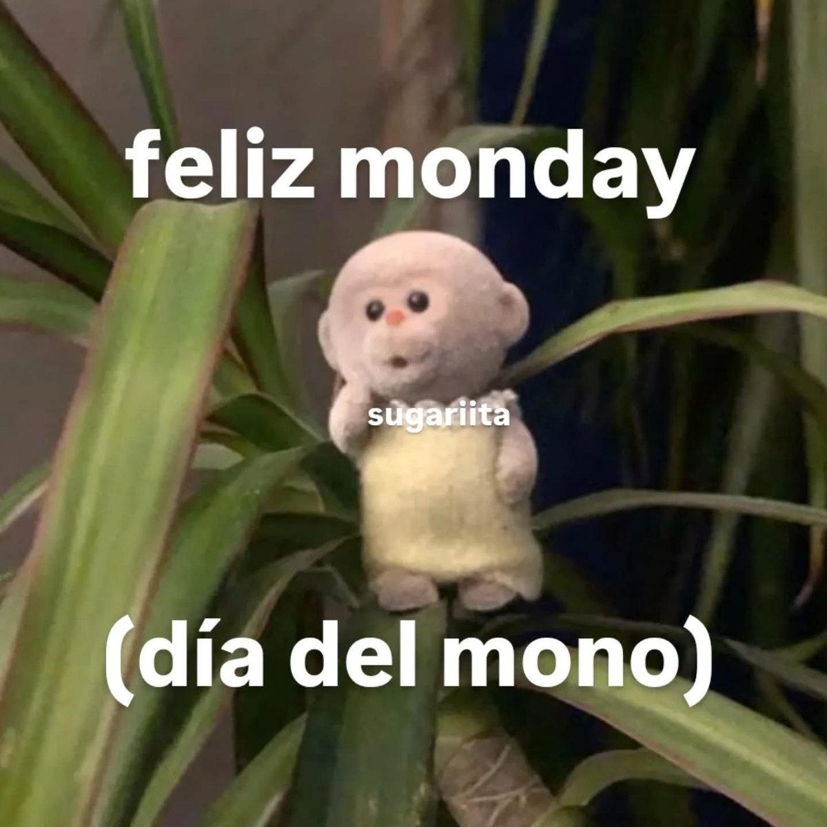 ✨️ Gordita tweet media