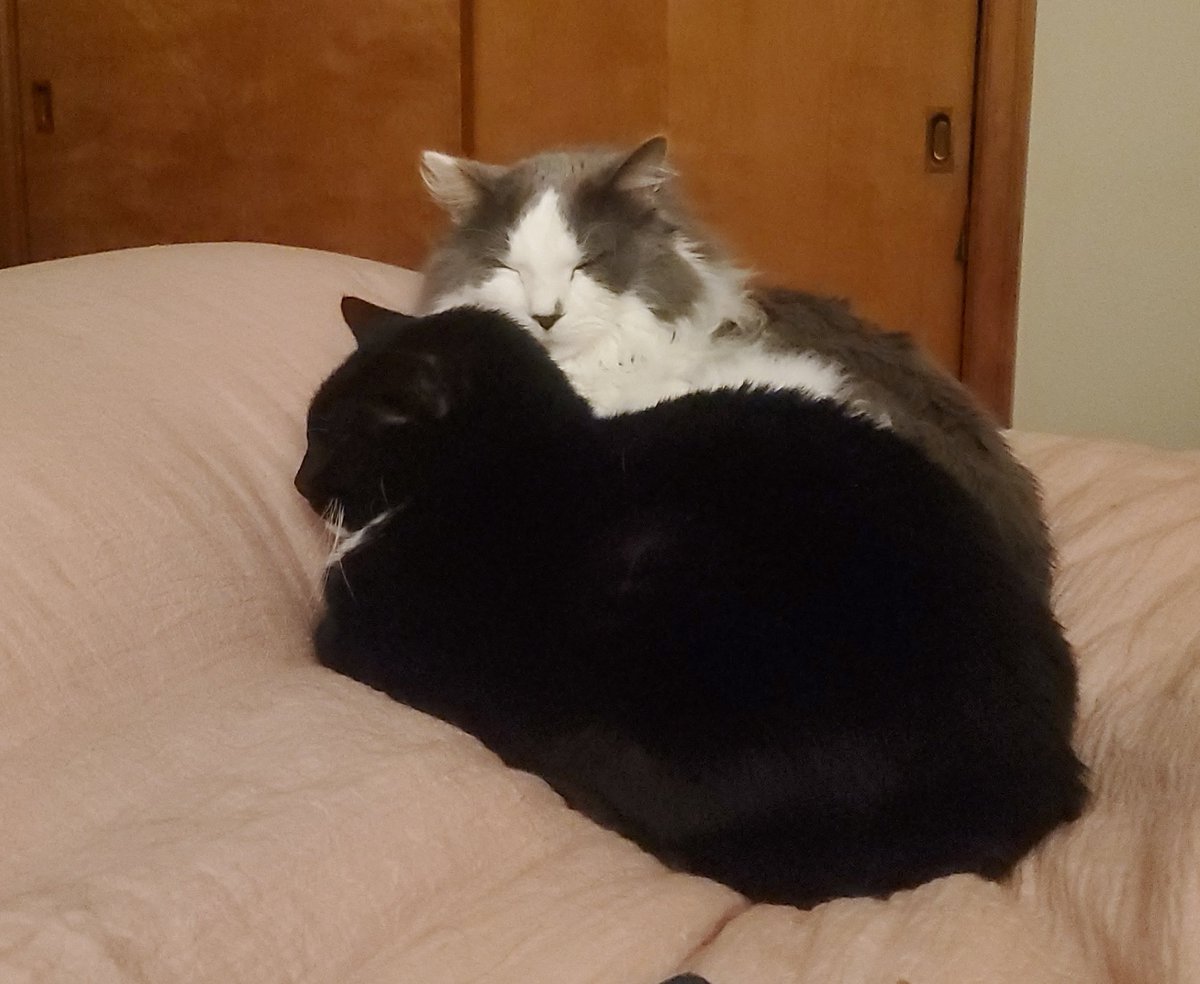 Timothy&Sebastian tweet media