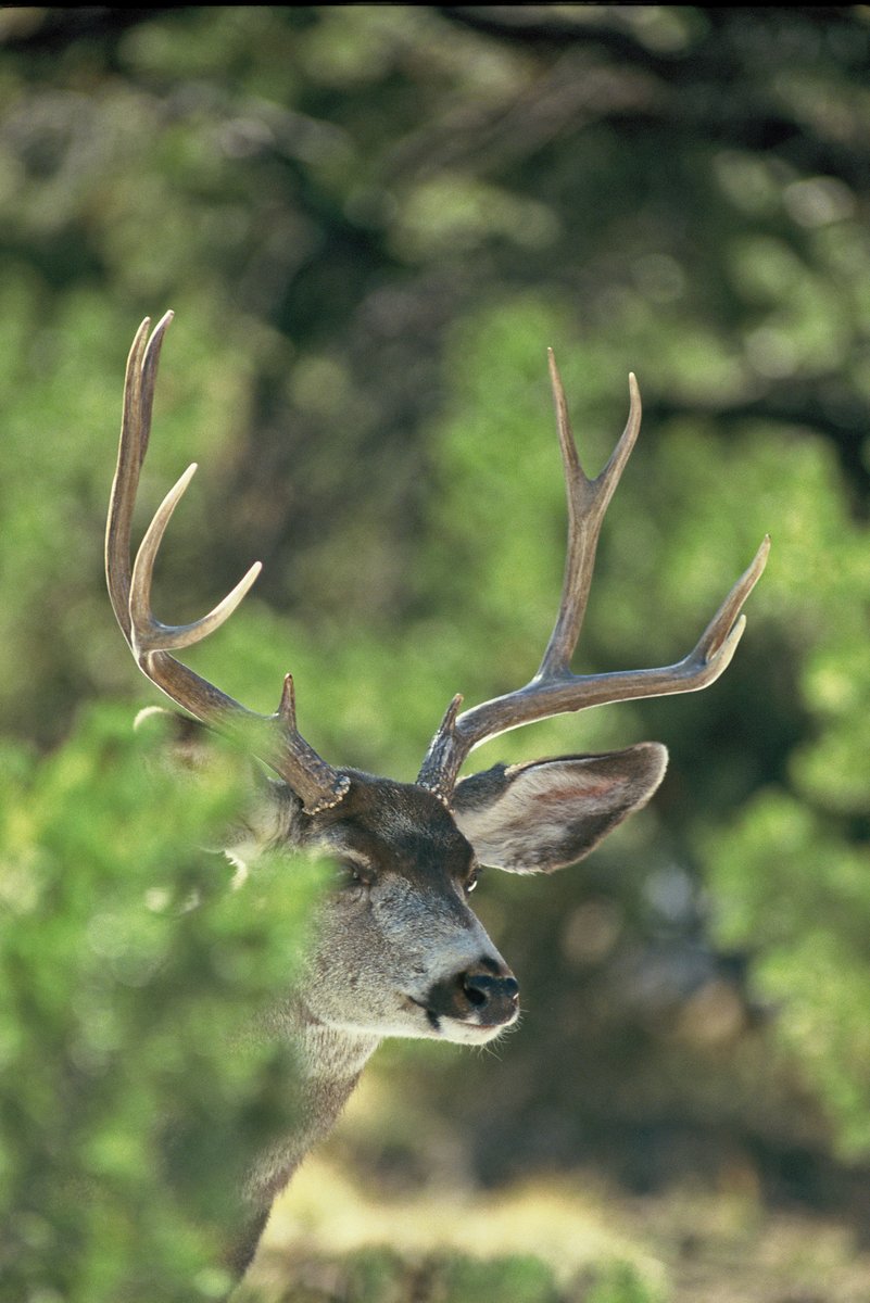The 2025 Fall Hunt Draw closes TOMORROW (June 3)! This is your last chance to apply for a tag to hunt deer, turkey, javelina, bighorn sheep, bison, and sandhill crane. Apply now: bit.ly/3EI2XTs.