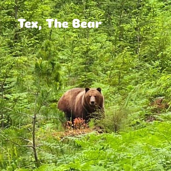 Did you hear? Texada has a new local, Tex the bear.  Swam from Powell River, quite impressive! #🐻