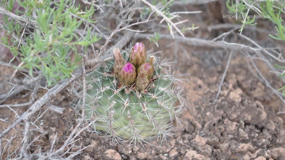 UNCO Biology tweet media