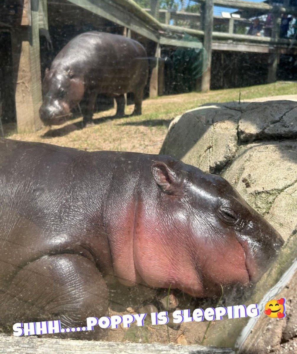 lenzo (@lenzo4002) on Twitter photo <a href="/cryptobeastreal/">Crypto Beast</a> Poppy's momentum is building up, and the legendary reversal is on its way. Secure a decent bag now before it skyrockets to the moon! 🚀🌕
CA: GD1AR5uHytu7nHJ9zWYEEHytmLe7MaD8wg6Tzesdpump
Join: <a href="/PoppyThePygmy/">Poppy The Pygmy Hippo 🇺🇸 🦛 🌺</a> <a href="/cryptobeastreal/">Crypto Beast</a> Poppy's momentum is building up, and the legendary reversal is on its way. Secure a decent bag now before it skyrockets to the moon! 🚀🌕
CA: GD1AR5uHytu7nHJ9zWYEEHytmLe7MaD8wg6Tzesdpump
Join: <a href="/PoppyThePygmy/">Poppy The Pygmy Hippo 🇺🇸 🦛 🌺</a>
