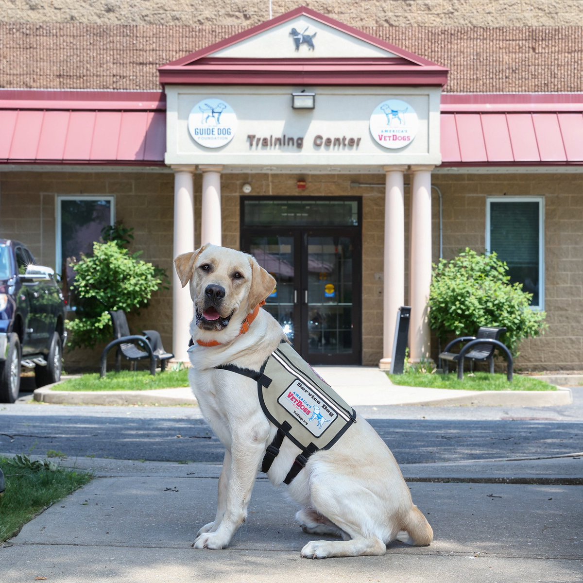 Wishing best of luck to our beloved <a href="/MetsVetDog/">Buddy</a>, Buddy, as he officially trots off to formal training to become a service dog! We can’t wait to see all the Amazin’ things you do! 🧡🐕‍🦺