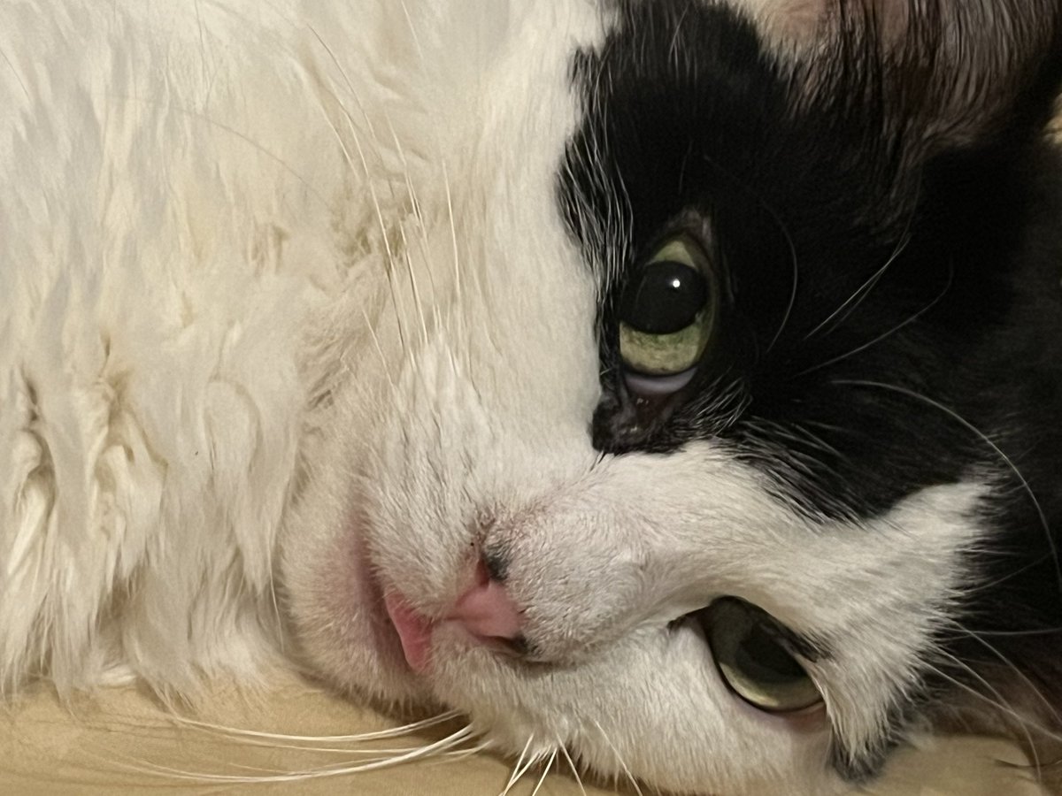 _midori_me_'s tweet photo. @PawsleyTheCat https://t.co/0OnaA3gTa4