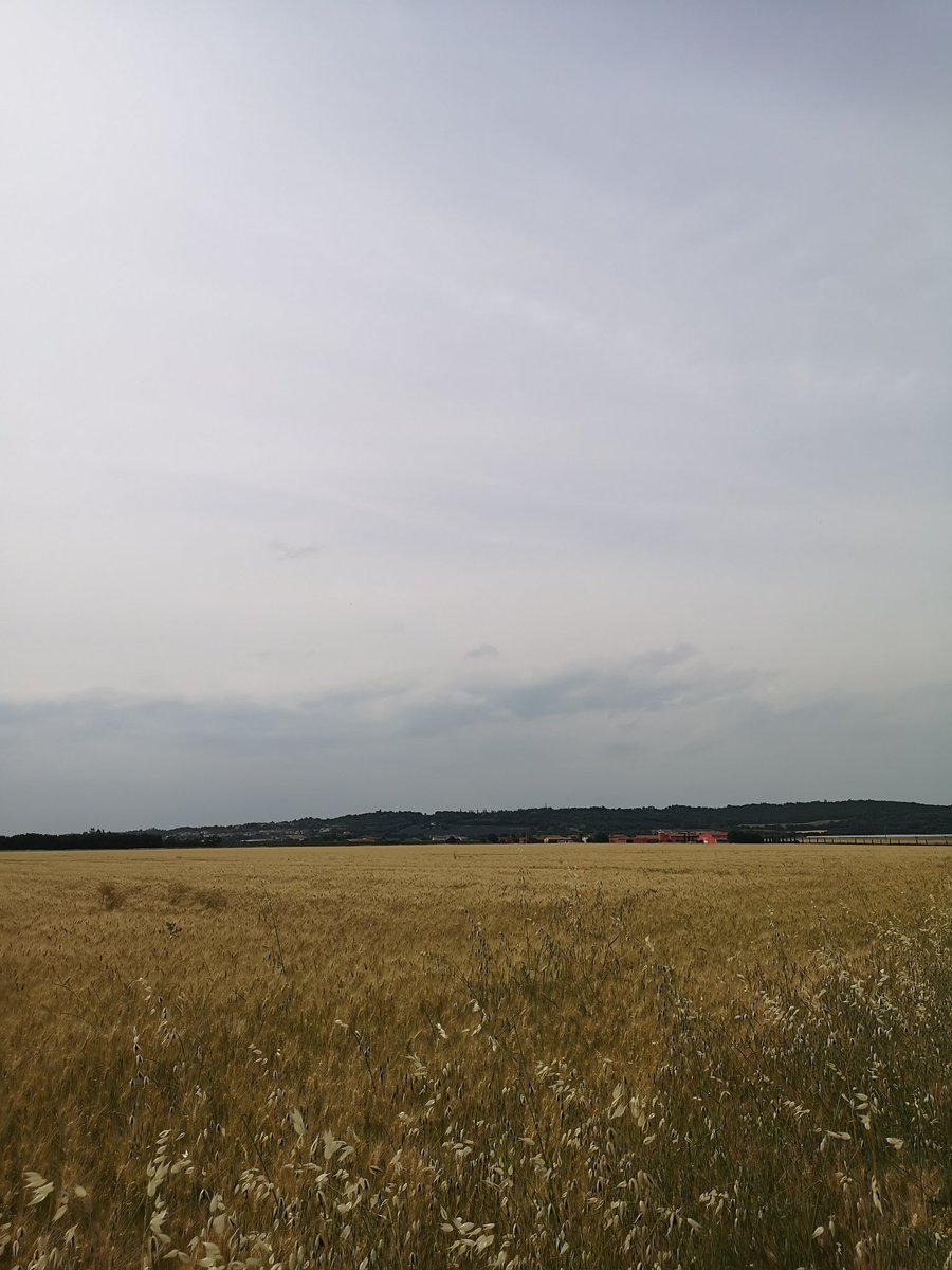 I am helping at my father's farm 
The weat is growing