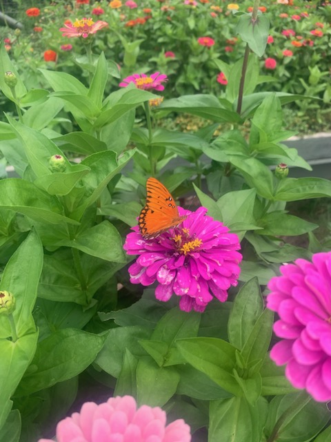 HxvlntAlexium's tweet image. 🦋 A Gulf Fritillary butterfly graces this vibrant pink zinnia in my garden today! 📷

Wings of orange glow,
Kissing pink petals at dawn,
Summer whispers peace.

#ButterflyMagic #FlowerPower #Gardening #NatureLover
#蝶 #花 #ガーデニング #自然
