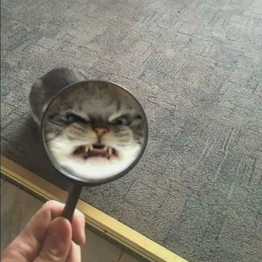 contents that ll heal your depression 🌻 (@catshealdeprsn) on Twitter photo 