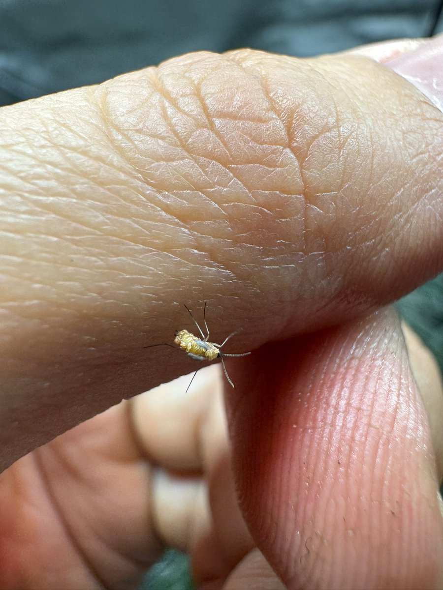 TerpTorpedo tweet media