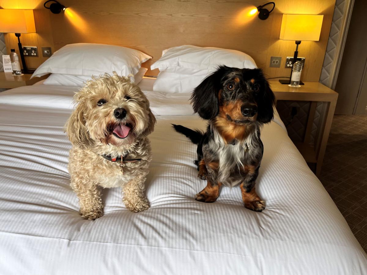 Dreaming of a getaway but can’t bear to leave your pup behind? 🐶✨ In the West Midlands, you don’t have to!

From scenic walks to dog-friendly cafés and amazing stays, get ready for your pawfect escape. Start planning your next trip with your companion 👉 bit.ly/3SUT87Y