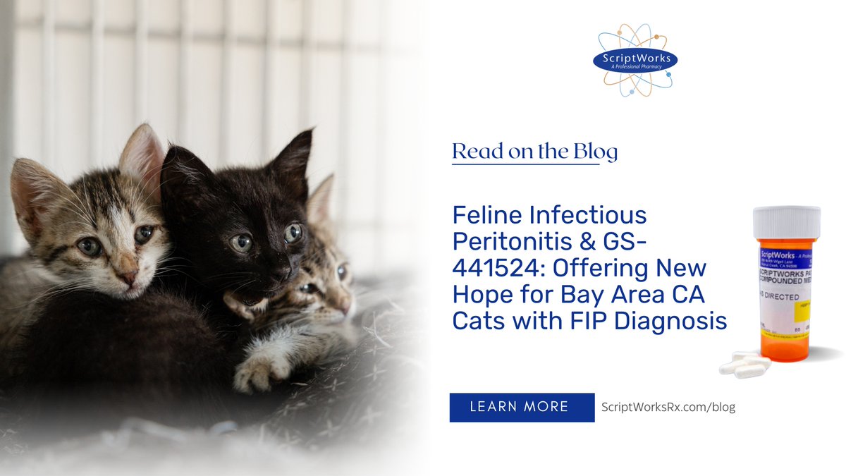 ScriptWorksRx's tweet photo. GS-441524 is an antiviral nucleoside analog — the active form of remdesivir — that inhibits viral replication in cats with FIP. Read on: https://t.co/YgownlU4Ni 

#FIPAwareness #VeterinaryMedicine #GS441524 #CatCare #ScriptWorksPharmacy #VeterinaryCompounding #BayAreaPets https://t.co/fWykcN3ttd