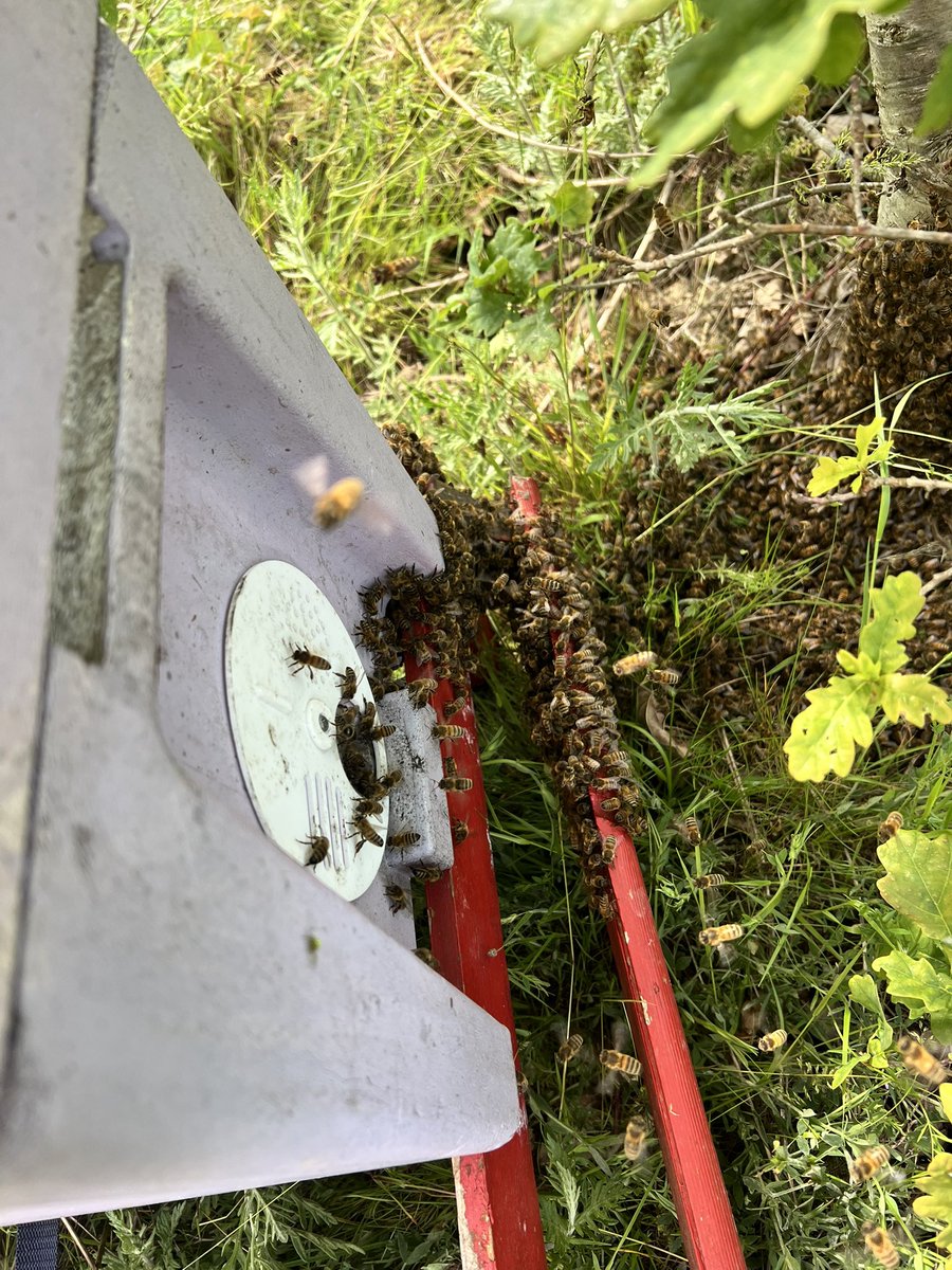 As if I didn’t have enough bees 🐝🤣😳🤨but when they are incoming from over yonder then settle in front of you obviously I stuck a nuc under them 🐝🐝🐝😂they obviously saw me sweating in my bee 🐝 suit and thought yippeeee 🤣🥵