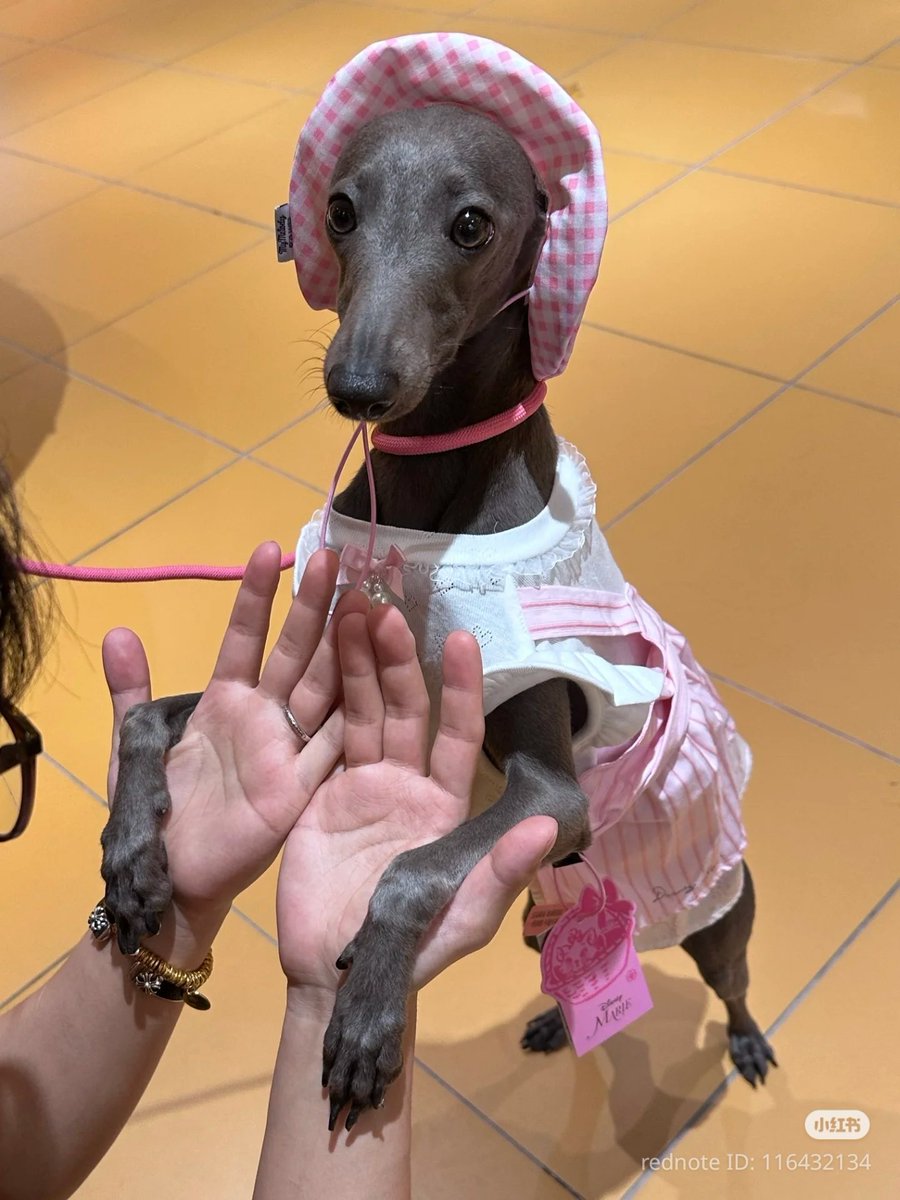 PostsOfDogs_'s tweet image. take him for a walk