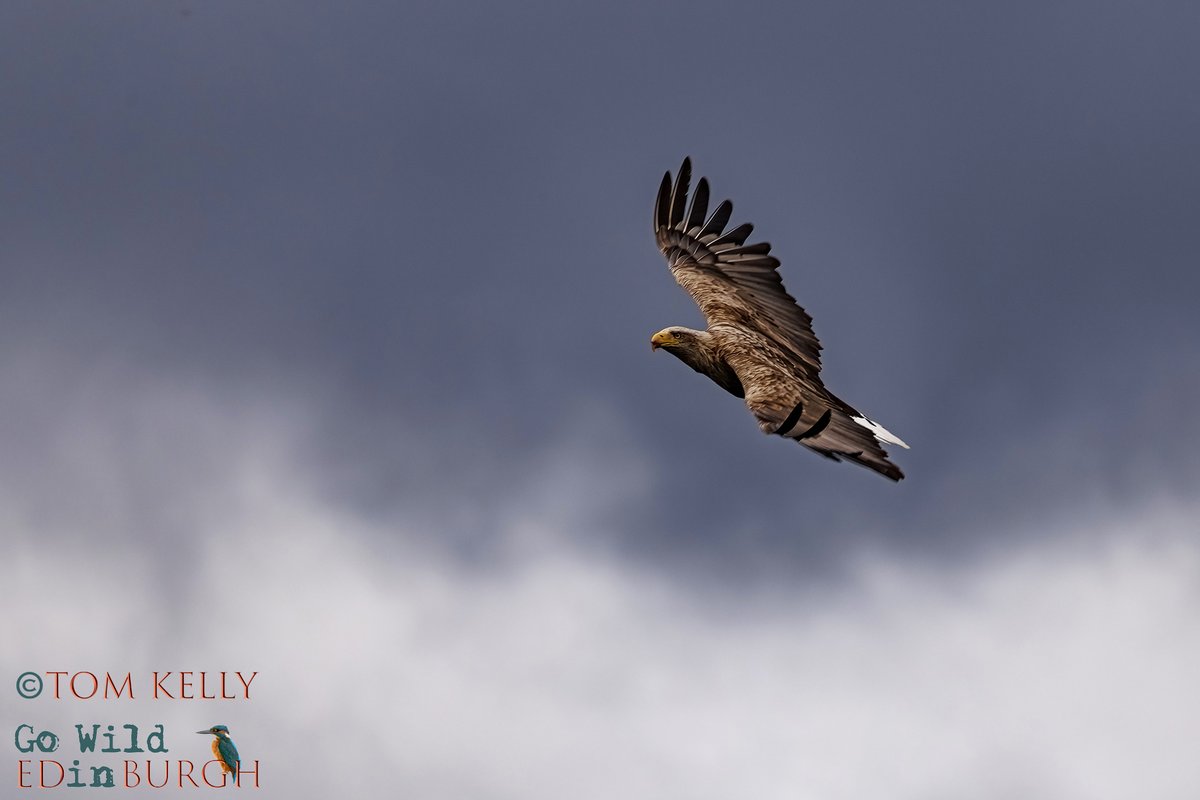 gowildedinburgh's tweet image. Spent Saturday on #LochShiel photographing white tailed eagles. Mixed weather in stunning surroundings created a very dramatic atmosphere! Aly from @LochShielCruise was fantastic & got us in the right places to photograph these incredible birds!
#wildlife #TwitterNatureCommunity