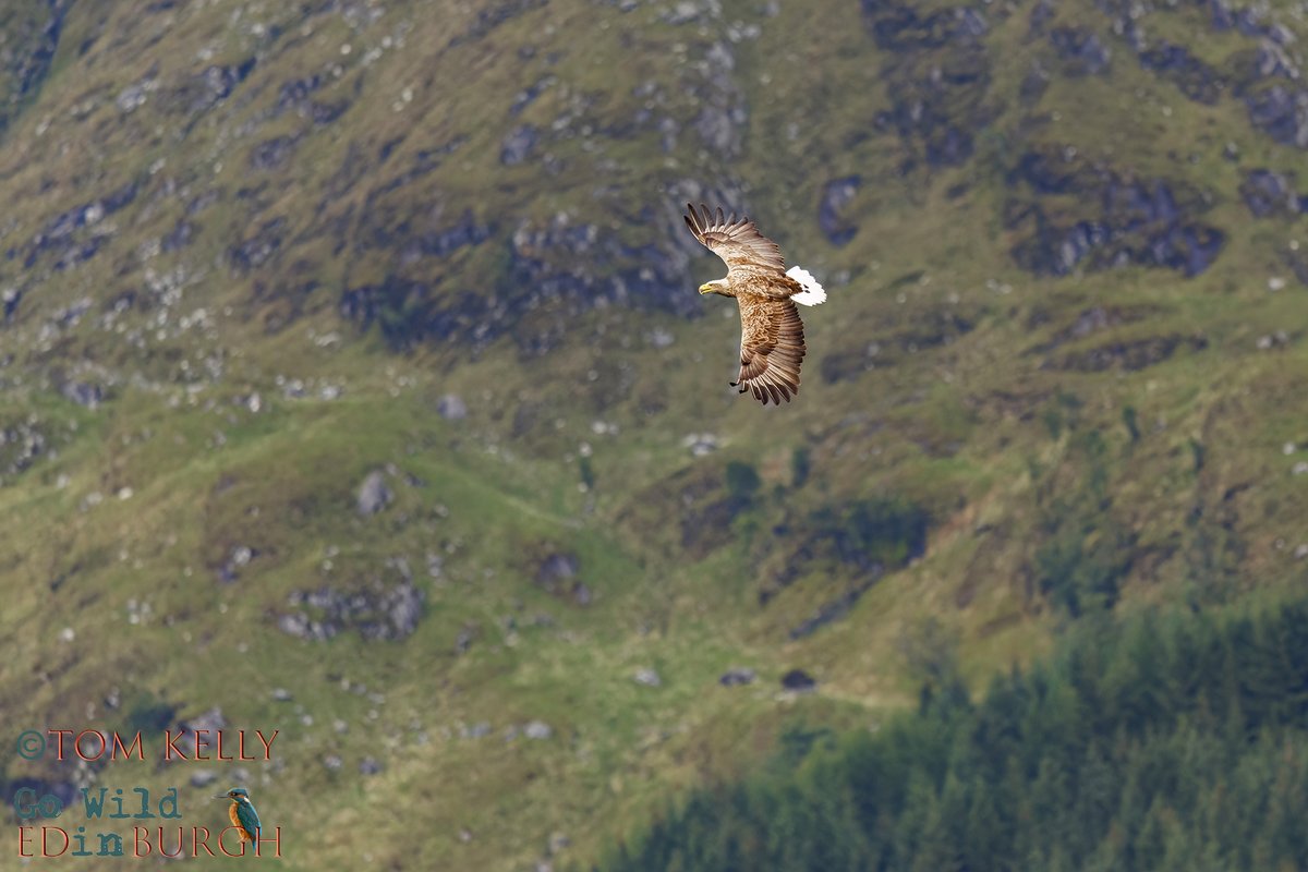 gowildedinburgh's tweet image. Spent Saturday on #LochShiel photographing white tailed eagles. Mixed weather in stunning surroundings created a very dramatic atmosphere! Aly from @LochShielCruise was fantastic & got us in the right places to photograph these incredible birds!
#wildlife #TwitterNatureCommunity