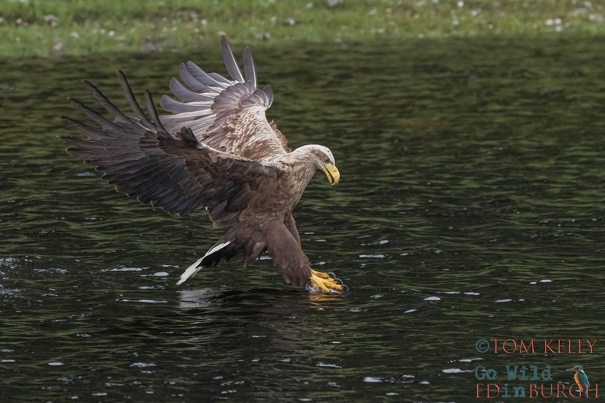 gowildedinburgh's tweet image. Spent Saturday on #LochShiel photographing white tailed eagles. Mixed weather in stunning surroundings created a very dramatic atmosphere! Aly from @LochShielCruise was fantastic & got us in the right places to photograph these incredible birds!
#wildlife #TwitterNatureCommunity