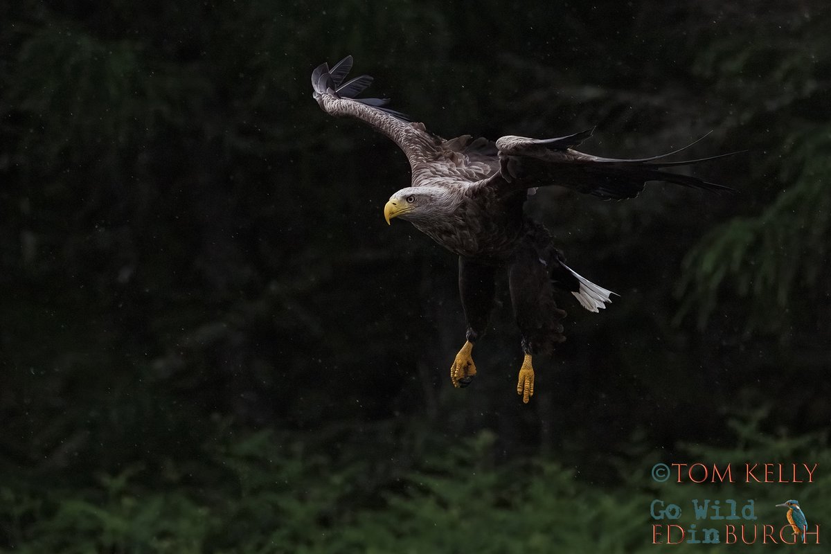 gowildedinburgh's tweet image. Spent Saturday on #LochShiel photographing white tailed eagles. Mixed weather in stunning surroundings created a very dramatic atmosphere! Aly from @LochShielCruise was fantastic & got us in the right places to photograph these incredible birds!
#wildlife #TwitterNatureCommunity