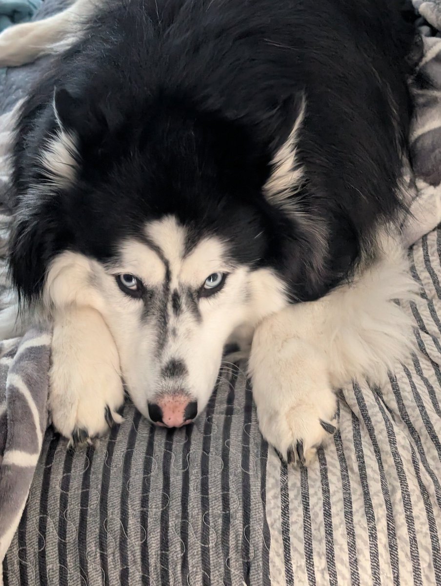Mellomeghan's tweet photo. @HotPotatoPotat Just for reference this is the look I get from my husky lol https://t.co/qen9Lxai1x