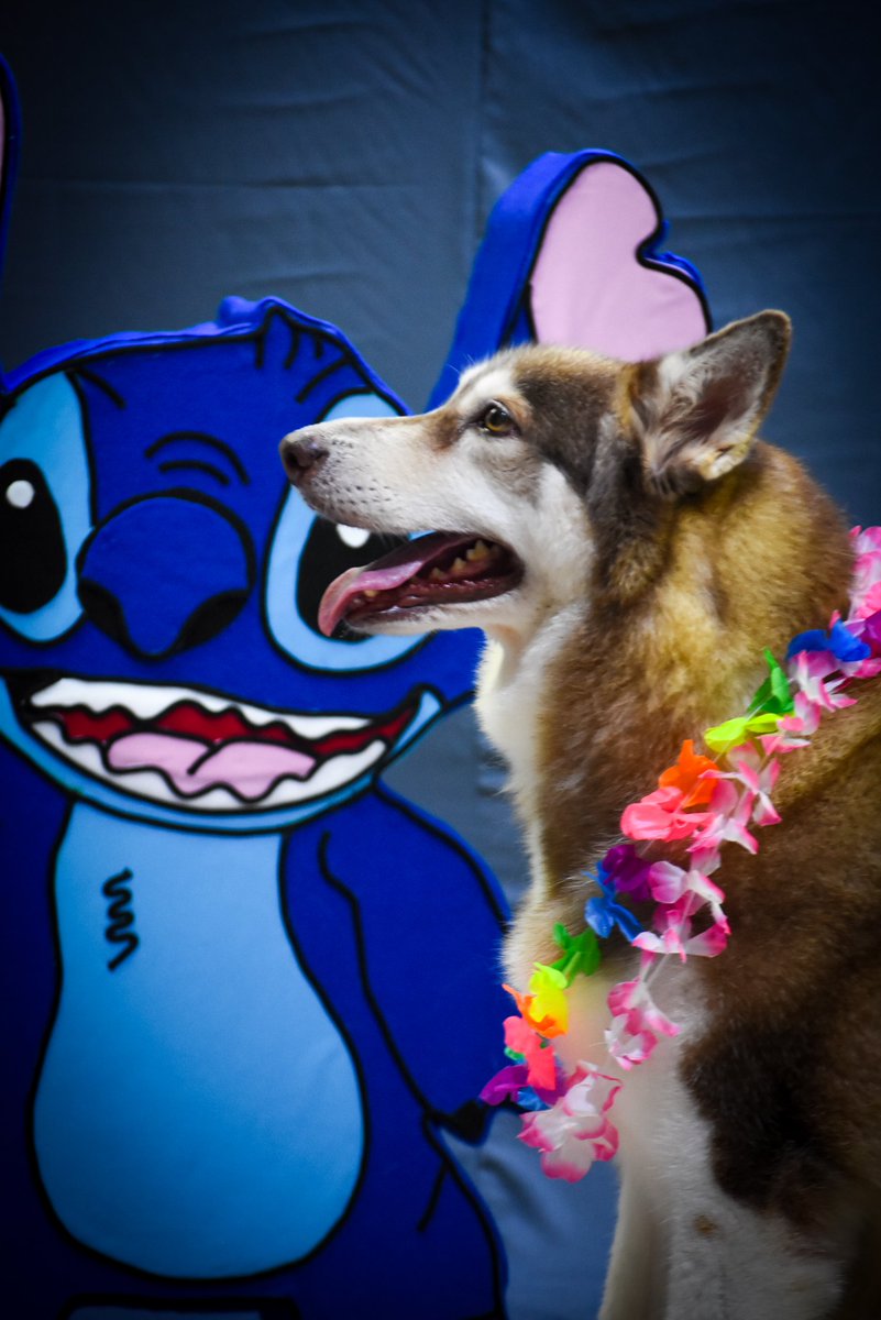 Ohana!!🌴🏖
Lilo y Stitch ya llegaron al nuevo set de fotografía que tengo para tus mascotas, ya puedes agendar tu espacio, escríbeme por este medio para reservar lugar. 
Estoy seguro que será un gran recuerdo que tengas con tu mascota, yo te ayudo a realizarlo
<a href="/EmmanuelSibilla/">Emmanuel Sibilla O</a>